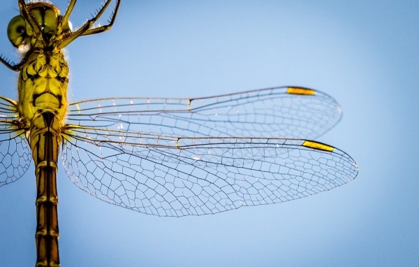 Два прозрачных крыла у большой стрекозы на голубом фоне
