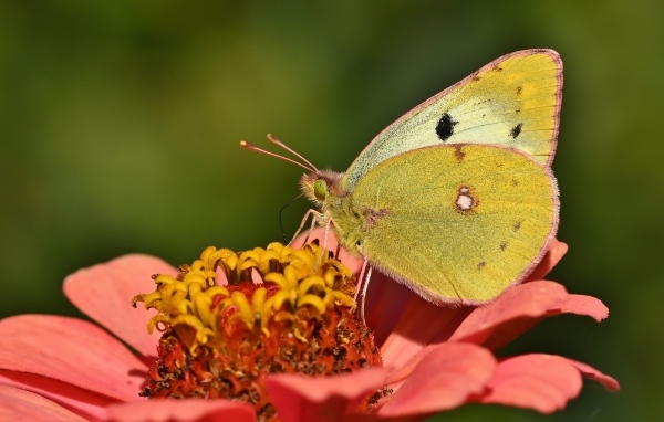 Желтая бабочка сидит на розовом цветке циннии 