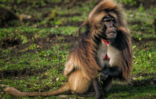 Бабуин сидит на траве