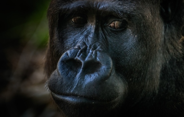 Большая грустная черная горилла