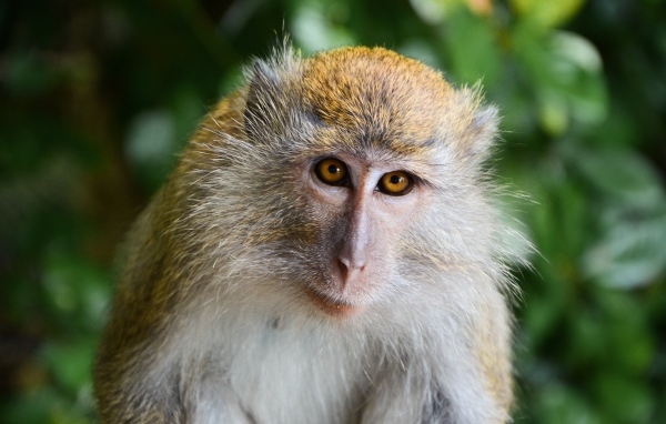 Взгляд большой макаки вблизи