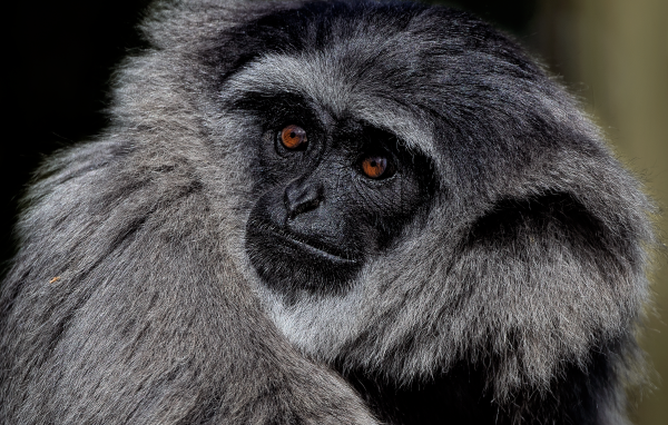 Большой серебристый гиббон крупным планом