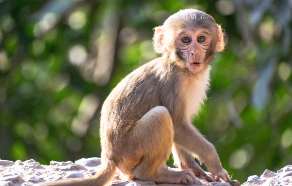 Маленькая обезьяна сидит на камне