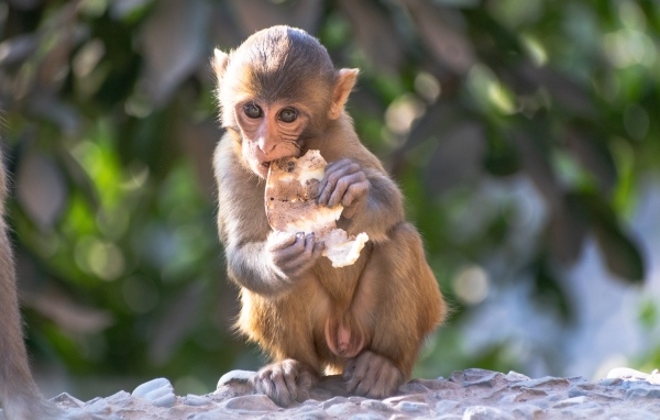 Маленькая обезьянка с едой