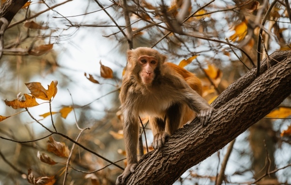 Обезьяна на дереве в ветках