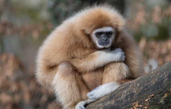 Грустный гиббон сидит на ветке