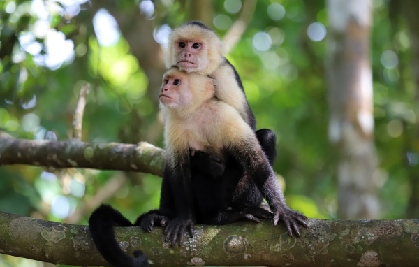 Две обезьяны капуцин сидят на ветке