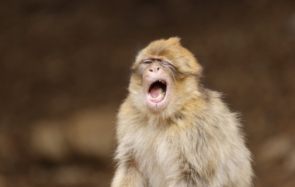 Зевающая обезьяна крупным планом
