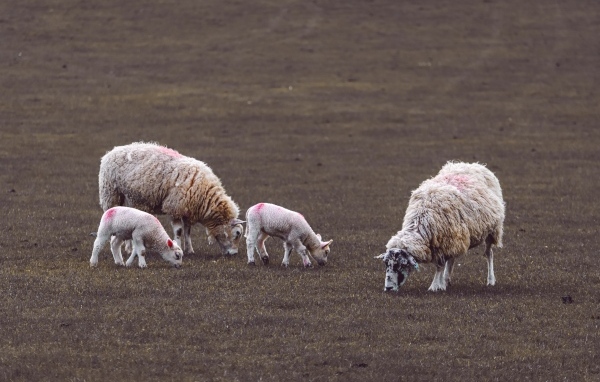 Стадо овец пасется на поле