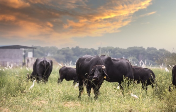 Большие черные быки на фоне неба