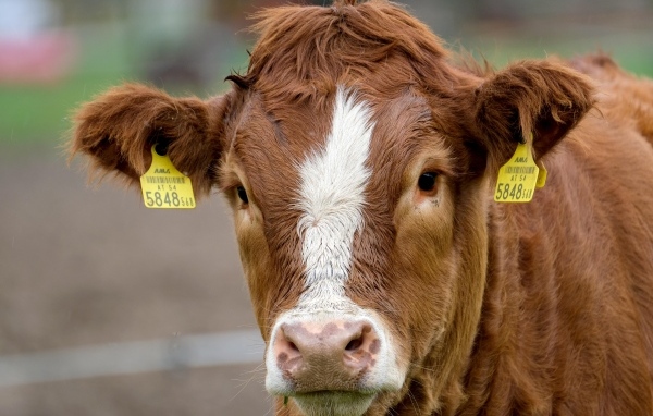 Большая коричневая корова на ферме