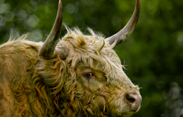 Большой лохматый бык с большими рогами