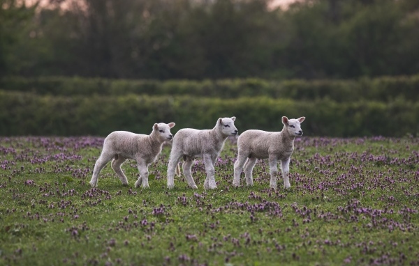 Маленькие овечки на поле с цветами