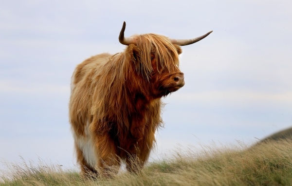 Лохматая высокогорная корова