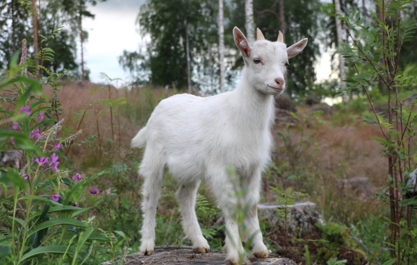 Белый козленок стоит на камне