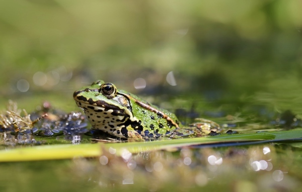 Жаба сидит на листке в пруду
