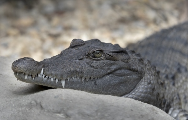 Аллигатор с острыми клыками крупным планом