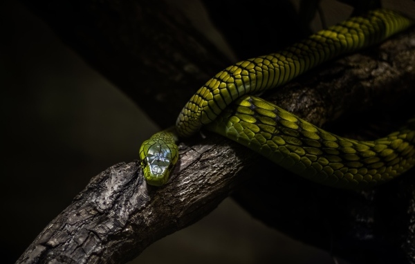 Красивая зеленая змея на ветке