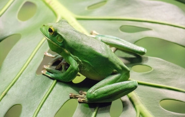 Большая зеленая лягушка сидит на листе