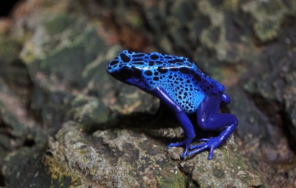 Синяя пятнистая лягушка сидит на камне