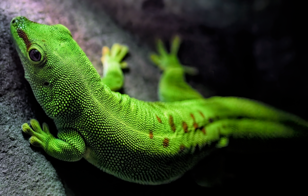 Зеленый мадагаскарский геккон на камне