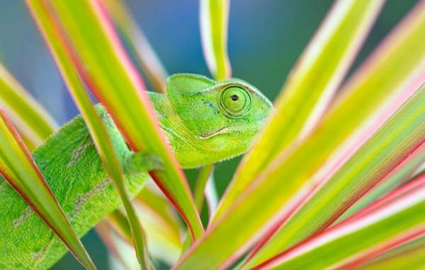Зеленый хамелеон прячется в зеленых листьях