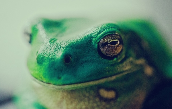 Голова зеленой лягушки крупным планом