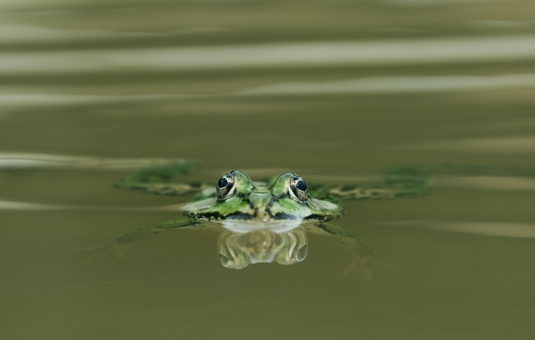 Зеленая лягушка прячется в воде