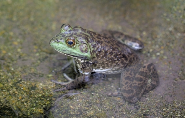 Зеленая лягушка сидит на камне в воде