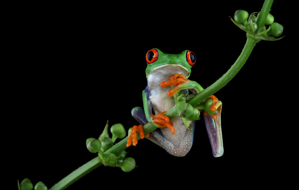 Зеленая лягушка с красными глазами висит на ветке