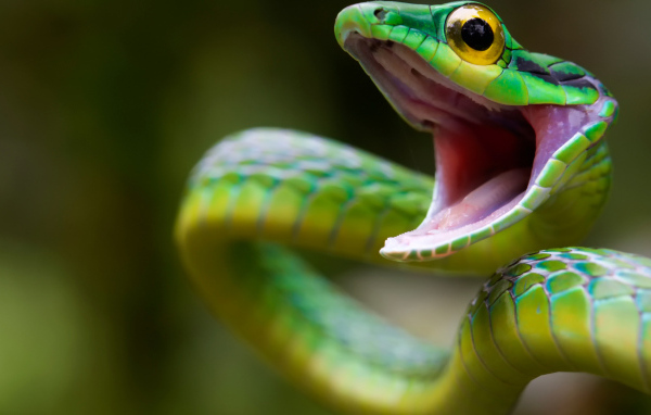 Зеленая змея с открытым ртом крупным планом