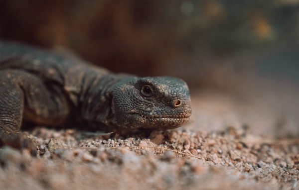Дракон комодо на земле 