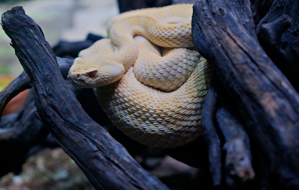 Большая западная гремучая змея в ветках