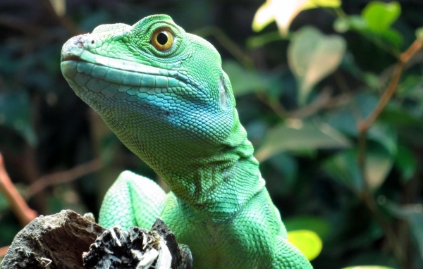 Большая зеленая ящерица в террариуме