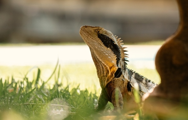Большая игуана в зеленой траве 