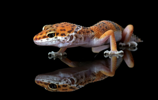 Леопардовый геккон крупным планом в отражении на черном фоне