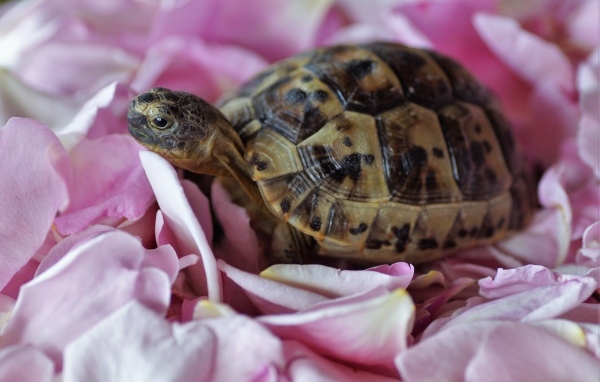 Черепаха с розовыми лепестками розы