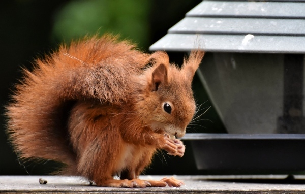 Рыжая белка грызет орех у кормушки