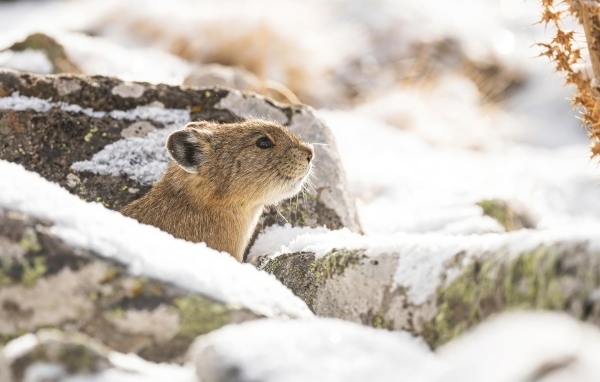 Американская пищуха в камнях зимой