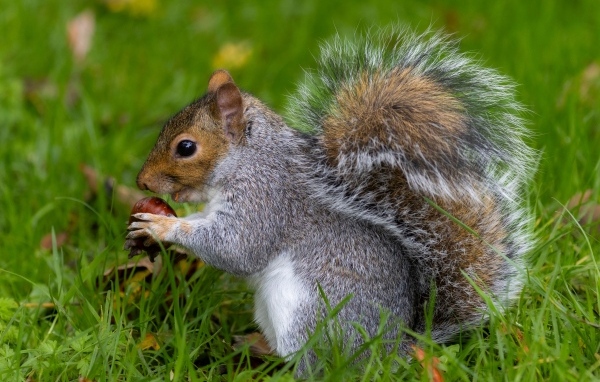 Пушистая серая белка с орехом в траве