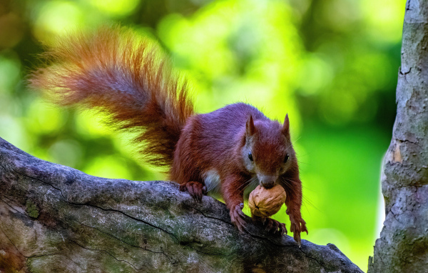 Пушистая рыжая белка с грецким орехом на ветке