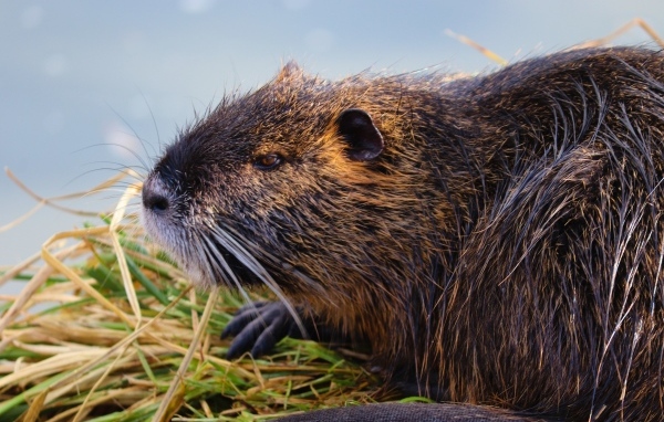 Большая серая нутрия у воды