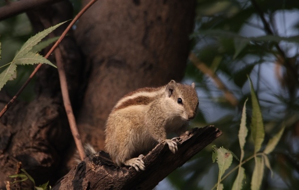 Маленький бурундук сидит на ветке