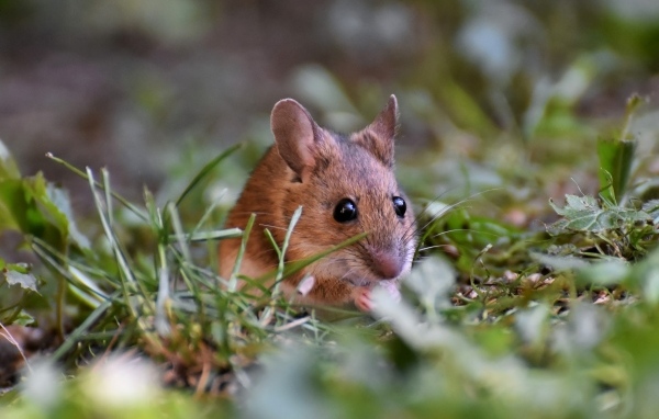 Маленькая мышь полевка сидит в траве
