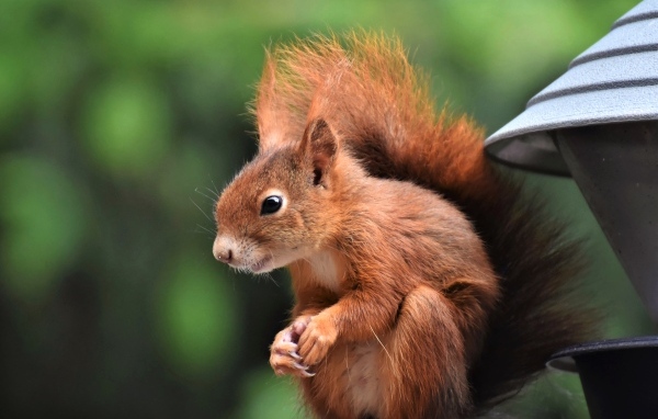 Рыжая белка с пушистым хвостом у кормушки