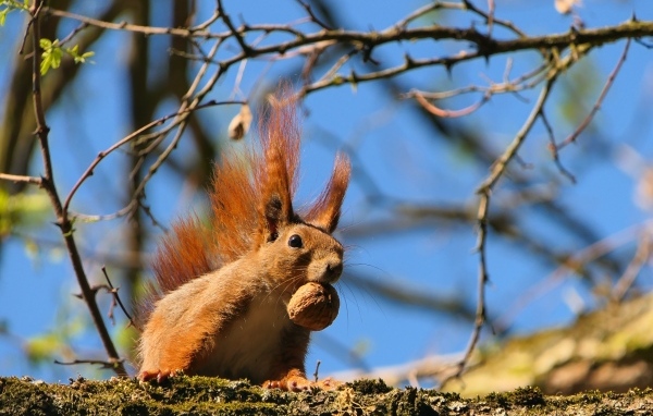 Рыжая белка с грецким орехом на ветке