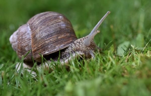 Большая улитка в зеленой траве