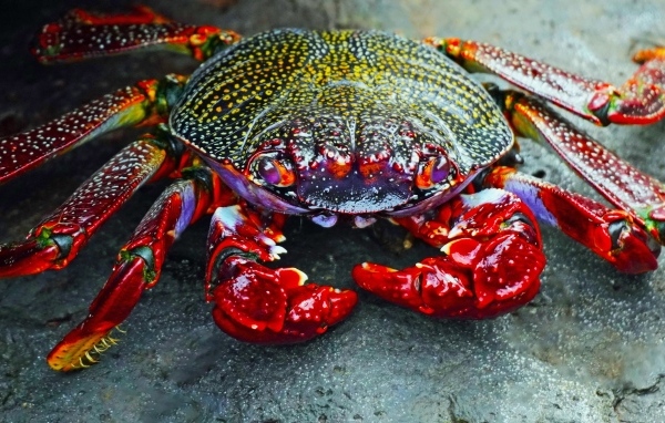 Большой краб с красными щупальцами