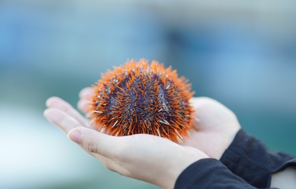 Морской еж в ладонях