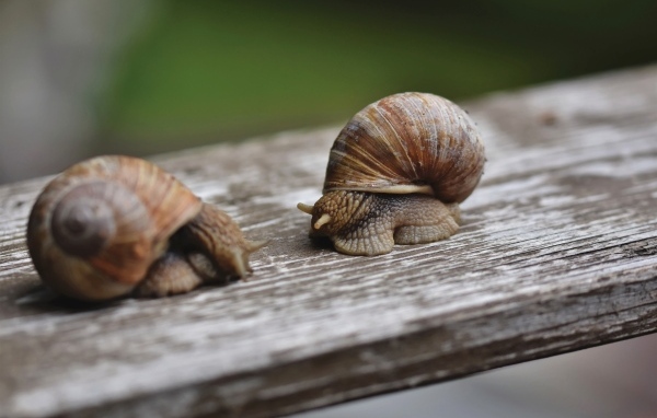 Две большие улитки сидят на доске